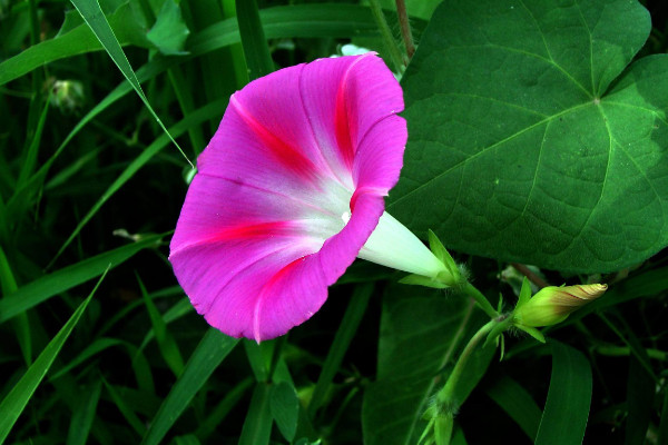 牽牛花秋天會(huì)死嗎