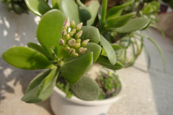 燕子掌葉片可以扦插嗎，4步即可完成燕子掌葉插