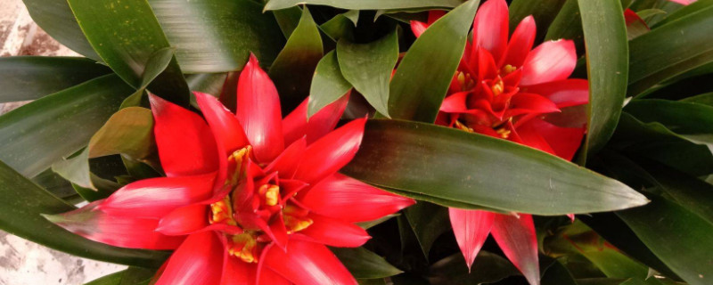 鴻運當(dāng)頭花不紅怎么辦