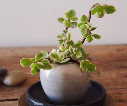 雅樂(lè)之舞的寓意，翩翩起舞的優(yōu)美姿態(tài)