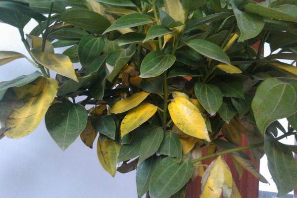 平安樹葉子發(fā)黃掉落，找到原因及時處理