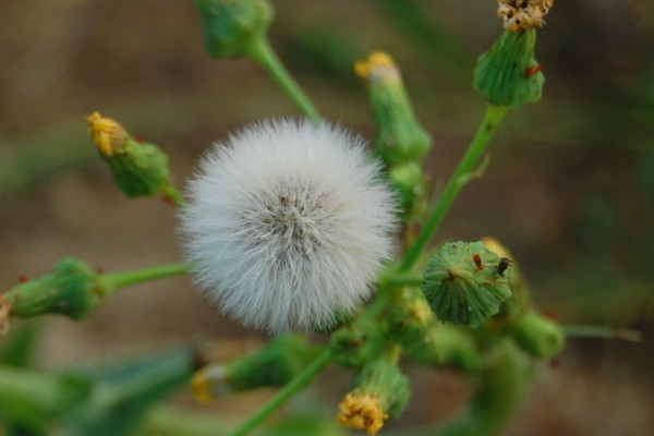 蒲公英種植方法和時(shí)間