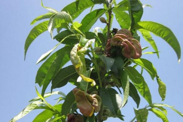 桃花的病害防治，4種常見病害講解