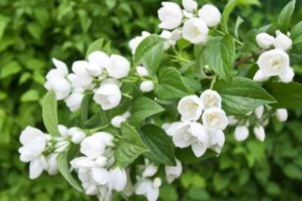 茉莉花怎么養(yǎng)