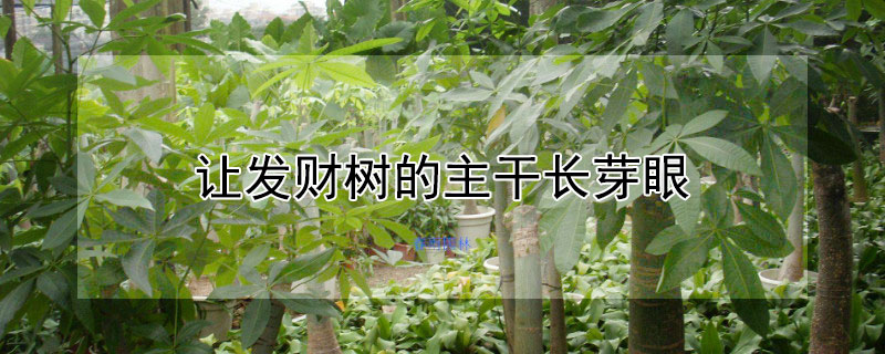 讓發(fā)財樹的主干長芽眼