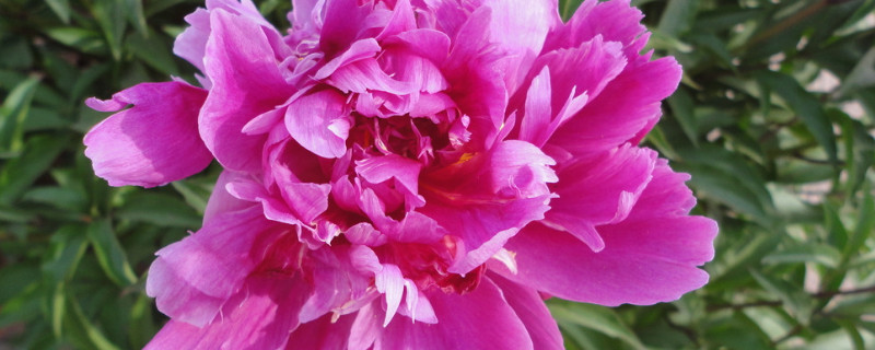 芍藥夏天移栽后就不開(kāi)花了嗎