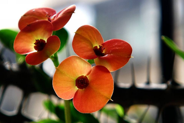 虎刺梅怎么養(yǎng)怎么配土，使用疏松肥沃、通透性較強(qiáng)的土壤