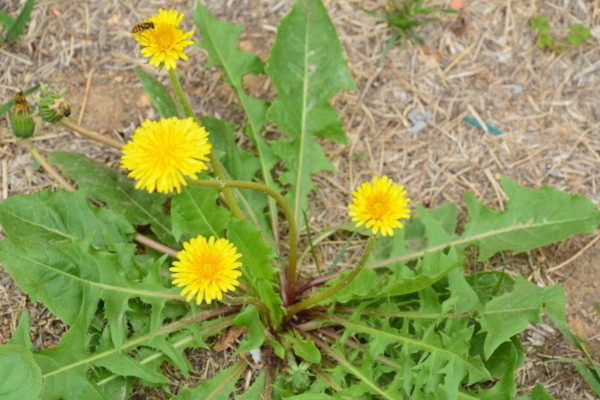 如何種植蒲公英，可以通過以下4步來進行