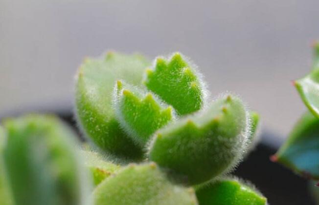 熊童子爛根了怎么辦，要及時的減少水份的補給和更換土壤