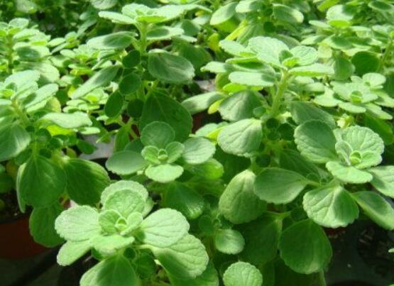 碰碰香的養(yǎng)殖方法，土壤陽光澆水施肥修剪病蟲害缺一不可