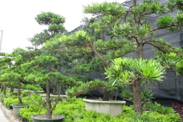 羅漢松用什么肥料快長，不同的時期對養(yǎng)分的需求不同