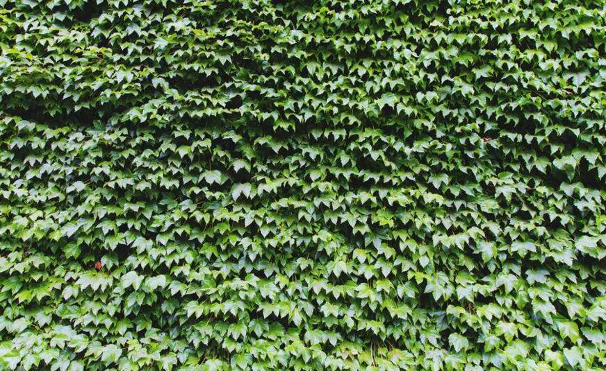 常春藤的作用，綠化環(huán)境凈化空氣