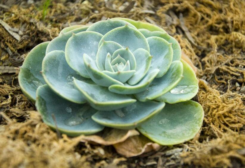 寶石花有毒嗎，無毒且對痛風有著很好的治療效果