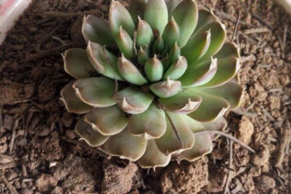 夏季多肉徒長(zhǎng)怎么辦