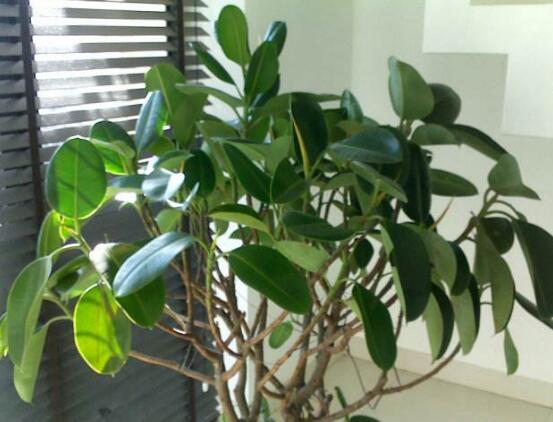 橡皮樹常見品種，盤點(diǎn)最好看的五大種類