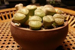 剛種植的生石花多久才能澆水，潮土種植一星期后才能澆水