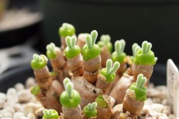 碧光環(huán)夏天怎么養(yǎng)