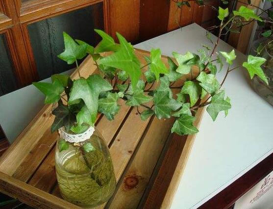 水培常春藤的養(yǎng)殖方法，老農總結的簡單易學三部曲