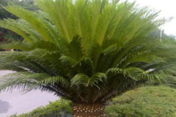 鐵樹(shù)多久長(zhǎng)一層