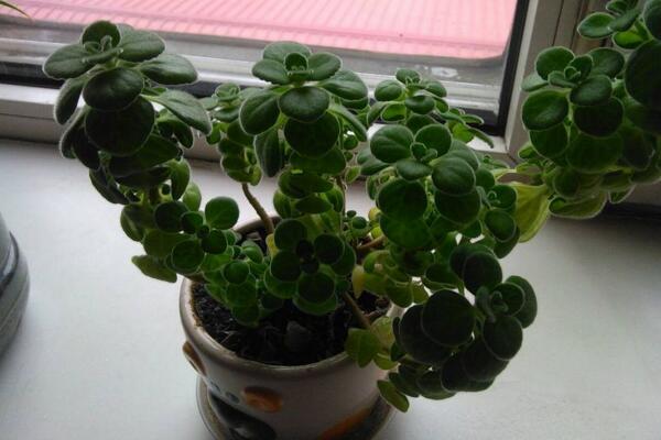 碰碰香幾月份可以扦插，扦插最佳時間在5-10月