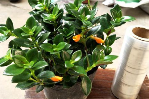 金魚吊蘭夏天的養(yǎng)殖方法和注意事項