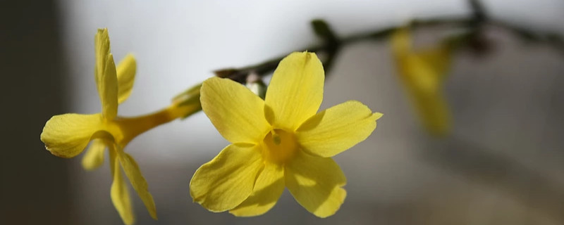 迎春花葉子發(fā)紅怎么回事