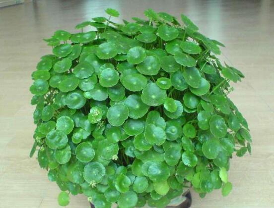 銅錢草的養(yǎng)殖方法和注意事項，老農(nóng)總結(jié)八大基本方法