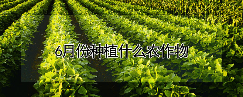 6月份種植什么農(nóng)作物