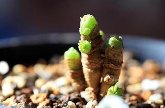 碧光環(huán)怎么種，保持盆土微濕潤/秋季種植存活率高