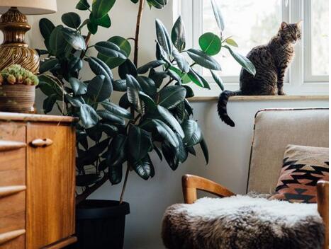 橡皮樹怎么摘心，手把手教你橡皮樹的摘心方法