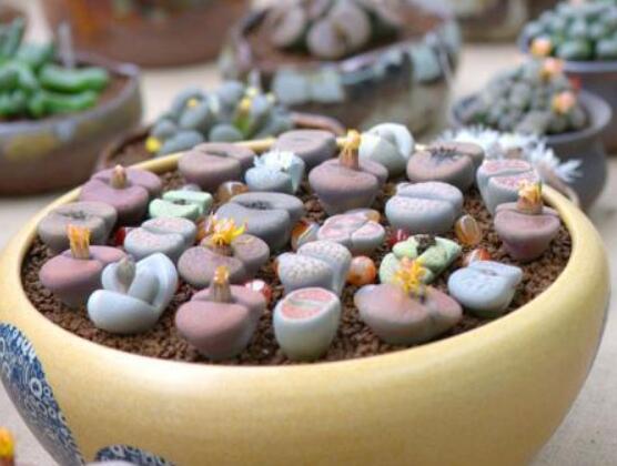 生石花用什么盆好，陶盆、泥瓦盆、紫砂盆任選其一(深盆)