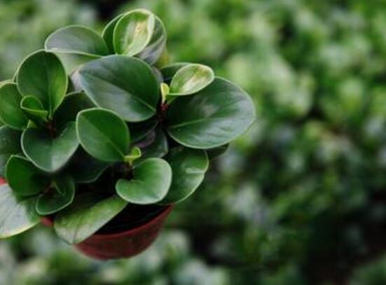 青葉碧玉怎么養(yǎng)，掌握八大核心保證你家的碧玉爆盆綠油油