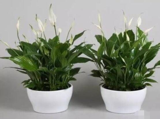 一帆風(fēng)順澆什么水好，澆淘米水、池塘水使枝葉青翠碧綠