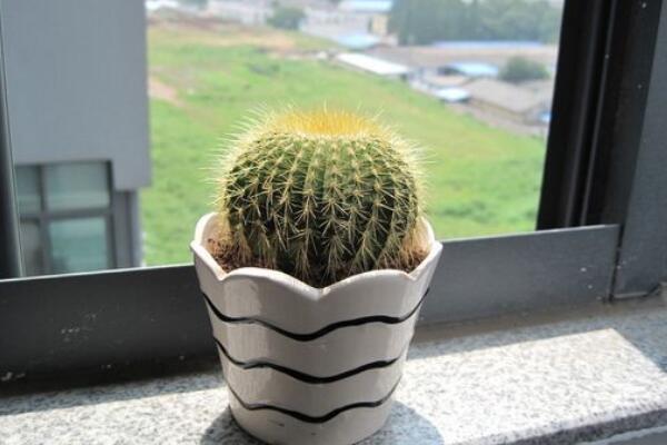 仙人球的養(yǎng)殖方法，養(yǎng)好仙人球做好以下5點(diǎn)最關(guān)鍵