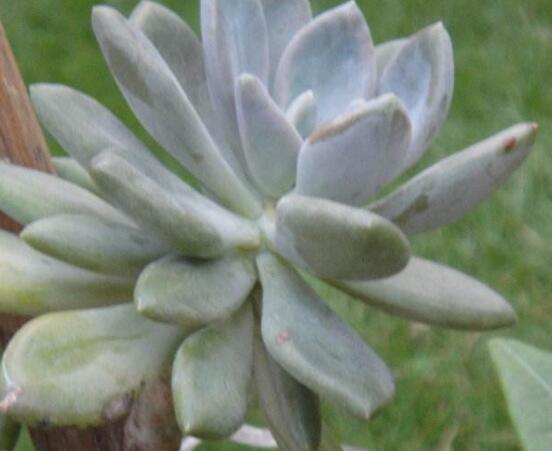 寶石花怎么澆水，不同季節(jié)不同澆水量(控水為主)