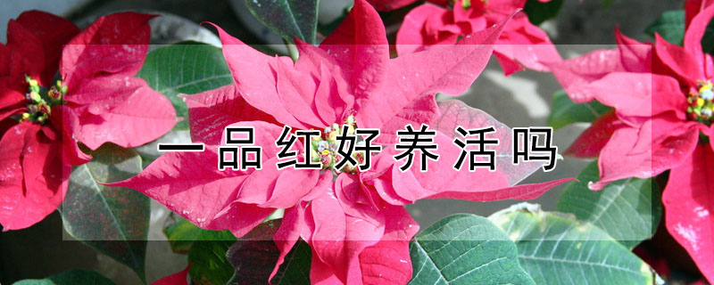 一品紅好養(yǎng)活嗎