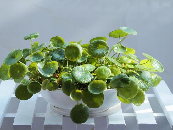 銅錢草怎么繁殖，盤點(diǎn)銅錢草三種繁殖方法(扦插/分株/播種)