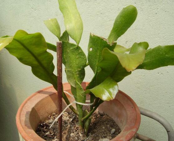 曇花換盆注意事項(xiàng)，只需要注意五個(gè)要點(diǎn)即可