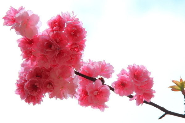 櫻花冬天怎么養(yǎng)護