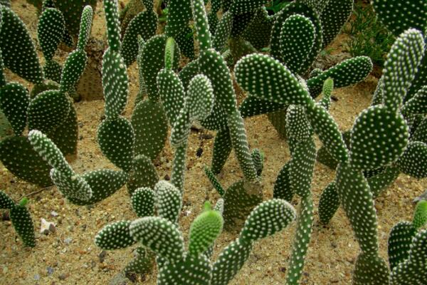 仙人掌去甲醛嗎，去甲醛效果一般，主要能力是吸收輻射