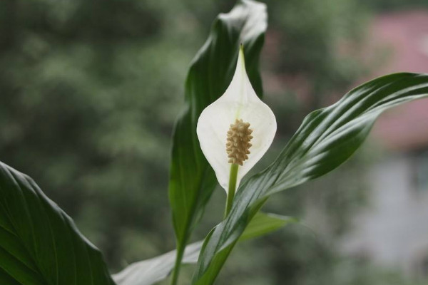 一帆風(fēng)順蔫了怎么補(bǔ)救