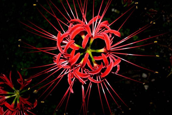 彼岸花夏天會(huì)枯萎嗎