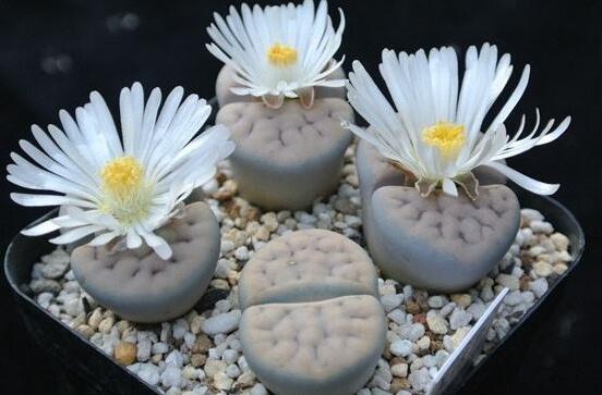 生石花怎么分株繁殖，教你一學(xué)就會(huì)五個(gè)基本步驟