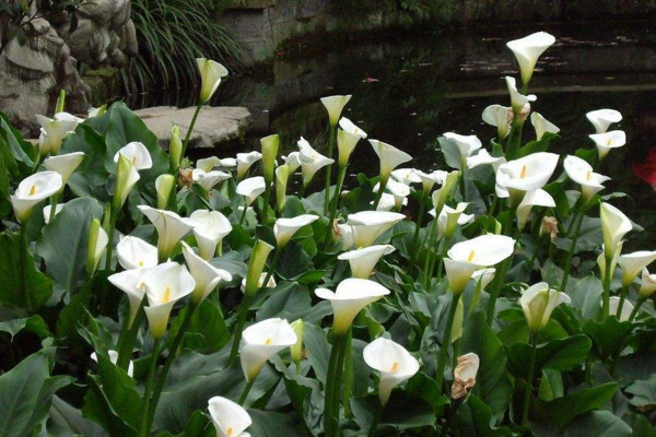 馬蹄蓮開花后怎么處理，花后1~2周進(jìn)行修剪