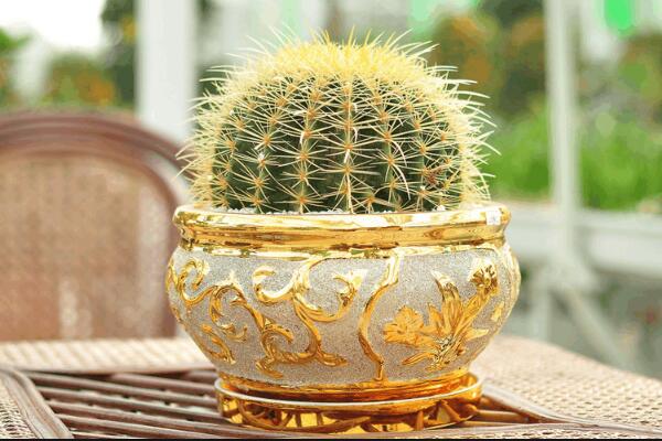 仙人掌的盆栽方法，5種方法讓你的仙人掌可愛(ài)多多