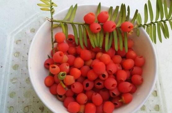 紅豆杉怎么繁殖，紅豆杉繁殖方法