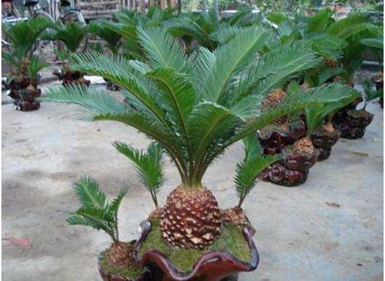 鐵樹的種類有哪些，鐵樹品種圖片大全