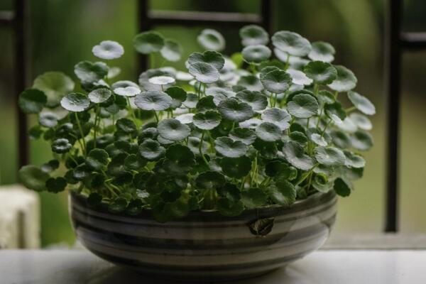 銅錢草水培里面有蟲怎么辦，清水清洗換水重新水培