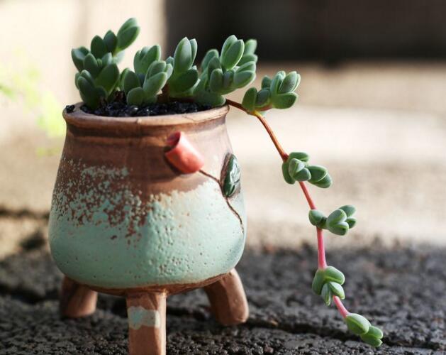 碧玉蓮如何度夏，最主要的是不要隨意澆水