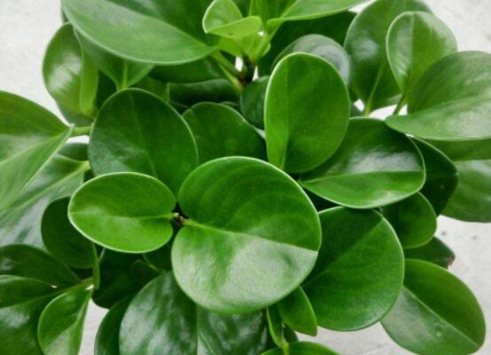 碧玉怎么養(yǎng)才能瘋長，做好這六點可生長得盆盆爆滿